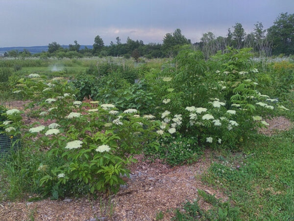 Elderberry  –  Plants  and  Cuttings - Image 4