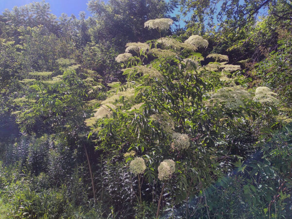 Elderberry  –  Plants  and  Cuttings