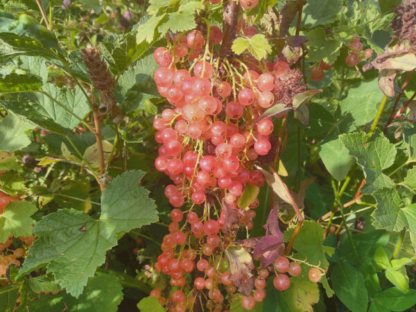 Currants and Gooseberries –  Plants  and  Cuttings - Image 6