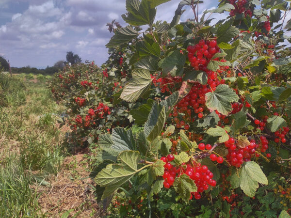 Currants and Gooseberries –  Plants  and  Cuttings - Image 7