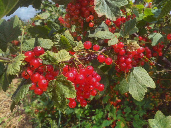 Currants and Gooseberries –  Plants  and  Cuttings - Image 8