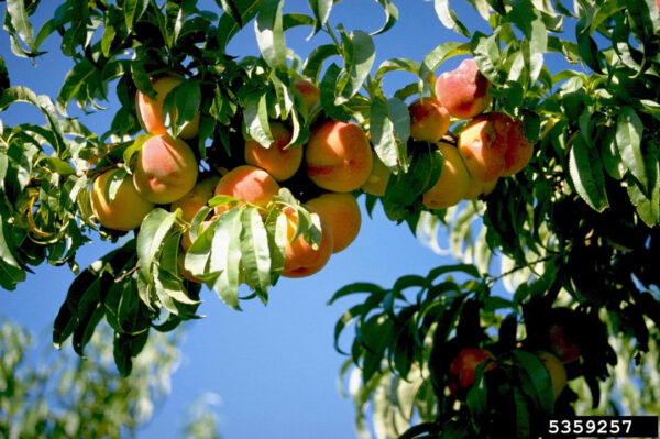 Siberian 'C' Peach - Grafted