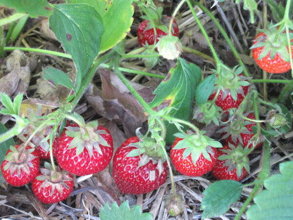 Strawberries