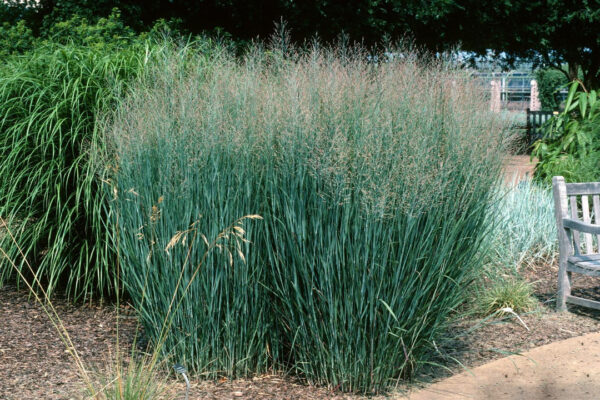 Switchgrass