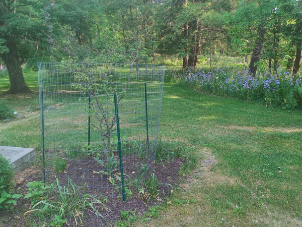 Metal Plant Protection Fences (local pickup only) - Image 3