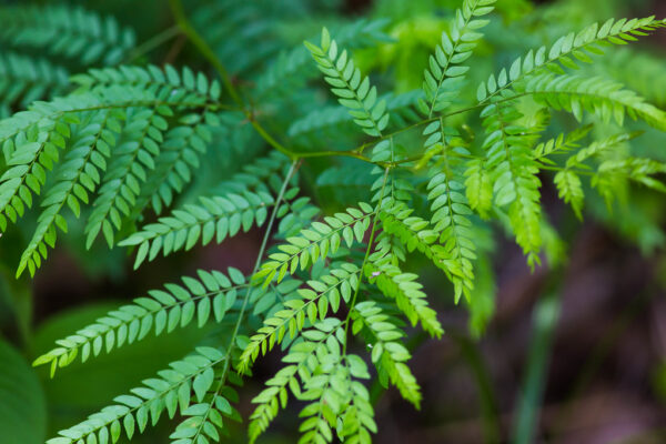 Thornless Honey Locust - Seedling and Grafted