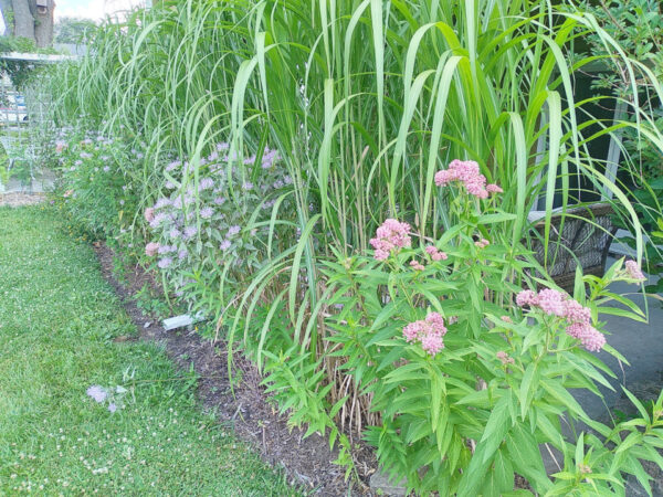 Miscanthus Grass - Image 2