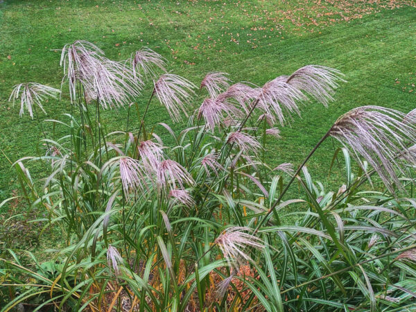 Miscanthus Grass - Image 3