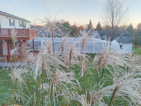 Miscanthus Grass