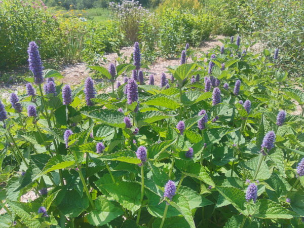 Anise Hyssop - Image 2