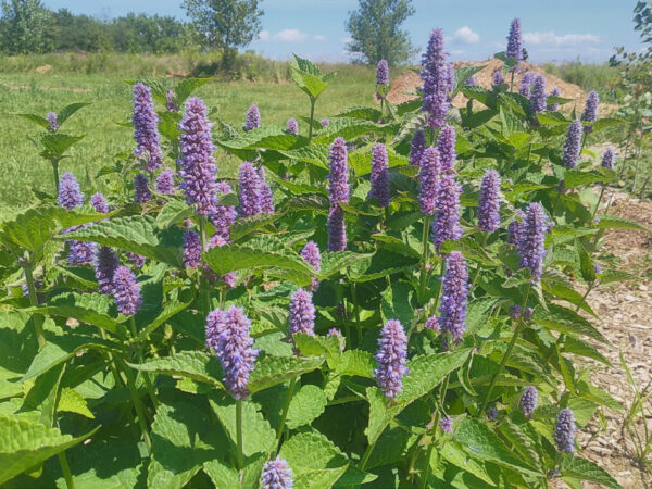 Anise Hyssop