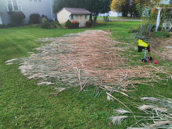 Miscanthus Grass - Image 4