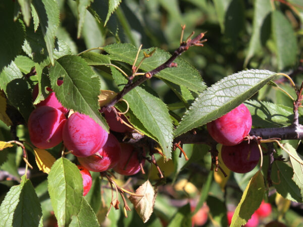 American Plum