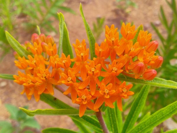 Orange Milkweed