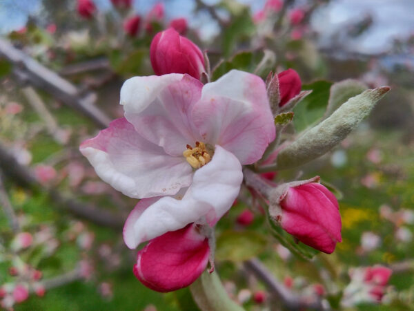 Apples - Grafted