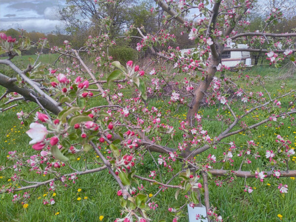 Apples - Grafted - Image 2