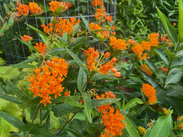 Orange Milkweed - Image 2