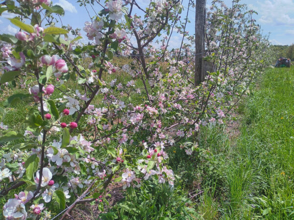 Apples - Grafted - Image 3