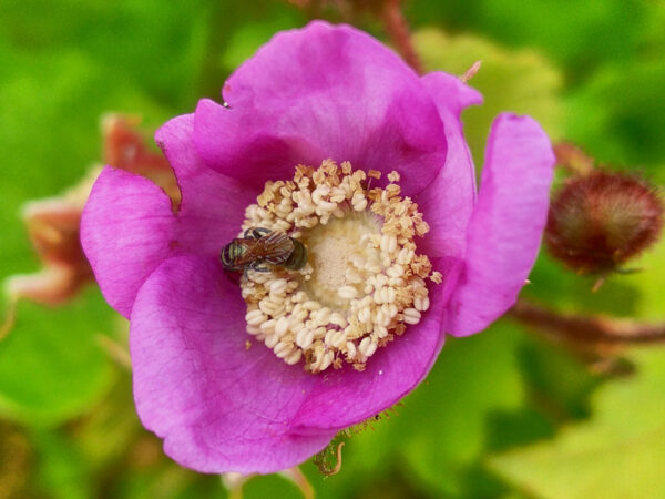 Thimbleberry