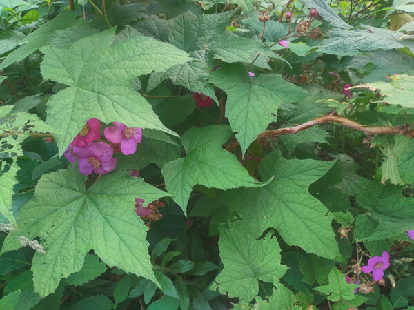 Thimbleberry - Image 2