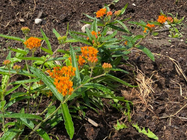 Orange Milkweed - Image 3