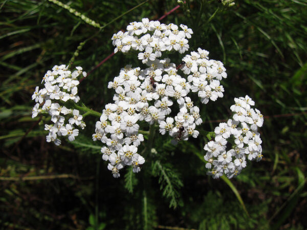 Yarrow