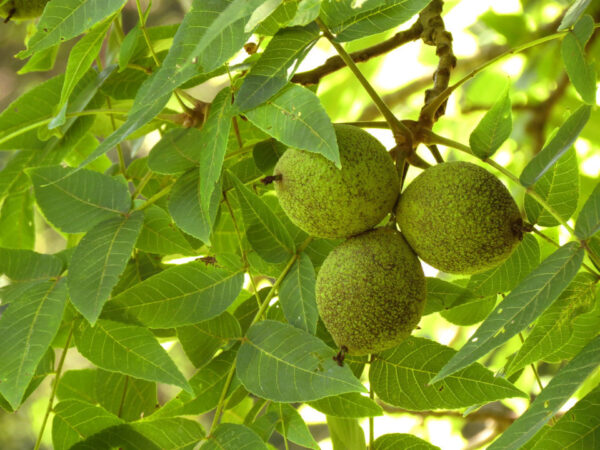 Black Walnut