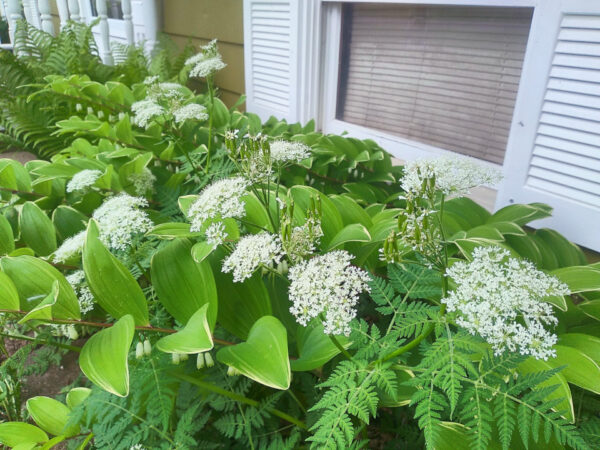 Sweet Cicely