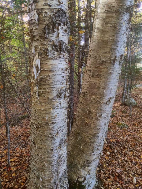 Yellow Birch