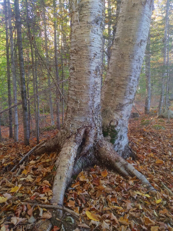 Yellow Birch - Image 2