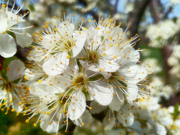 Plums - Grafted