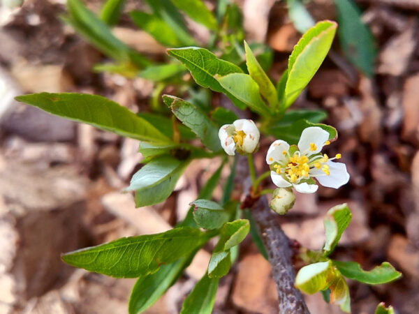 Sand Cherry