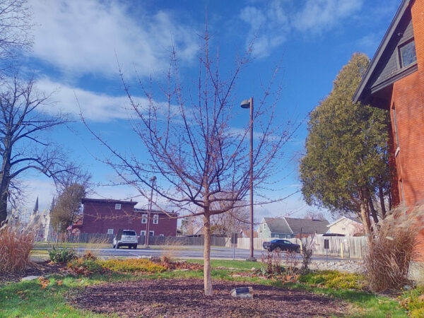 Cornelian Cherry and Dogwoods - Image 3