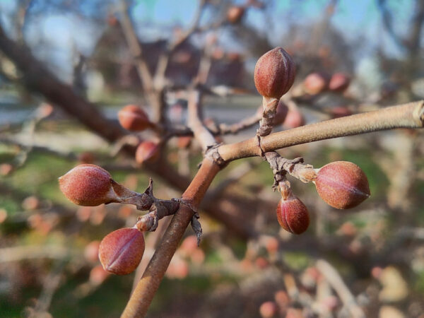 Cornelian Cherry and Dogwoods - Image 4